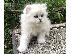 PoulaTo: Chinchilla Persian