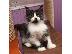 PoulaTo: Διατίθενται γατάκια Maine Coon.