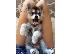 PoulaTo: Κουτάβια Siberian Husky για δωρεάν υιοθεσία Δωρεάν