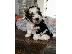 PoulaTo: Yorkshire Terrier Έτοιμο προς πώληση τώρα