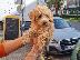 PoulaTo: Poodle apricot toy - Κανίς βερυκοκί τόι