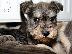 PoulaTo: Schnauzer mini - Σνάουτσερ μινι