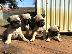 PoulaTo: Καθαρόαιμη Pug Puppies Cream