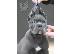 PoulaTo: Cane Corso κουτάβια