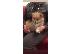 PoulaTo: Pomeranian for adoption contact me via email (helenajonesa222@gmail.com) or whats app (1 3...