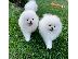 PoulaTo: Καταπληκτικά μικρά κουτάβια Pomeranian!