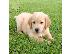 PoulaTo: Τα κουτάβια Golden Retriever είναι τώρα έτοιμα