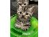 PoulaTo: American Shorthair Kittens