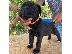 PoulaTo: Κουτάβια Cane Corso