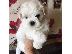 PoulaTo: Μαλτέζ μίνι (Maltese mini)