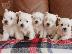 PoulaTo: Κουτάβια West Highland Terrier