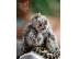 PoulaTo: Marmoset Monkeys Άνδρες και γυναίκες προς πώληση