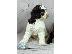 PoulaTo: Lagotto Romagnolo ΟΜΟΡΦΑ κουταβάκια