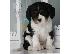 PoulaTo: FANTASTIC Cavalier King Charles ΠΑΠΤΩ ΤΩΡΑ ΕΔΩ