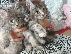 PoulaTo: Εξωτικά γατάκια Maine Coon Kittens...