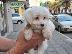 PoulaTo: Maltese