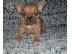 PoulaTo: French bulldog
