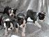 PoulaTo: Διαθέσιμα προς πώληση κουτάβια Boston Terrier