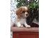 PoulaTo: Kavalirski kralj Charles Spaniel