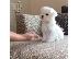 PoulaTo: Μαλτέζ μίνι (Maltese mini)