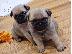 PoulaTo: Διατίθενται 5* κουτάβια Pedigree Pug