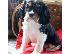 PoulaTo: Διατίθενται κουτάβια Cavalier King Charles Spaniel