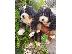 PoulaTo: Κουτάβια Bernese Mountain Dog