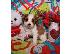 PoulaTo: Cavalier King Charles Puppies