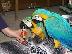 PoulaTo: Όμορφα μπλε και χρυσά Macaws,