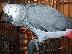 PoulaTo: talking african grey parrot for 150€