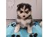 PoulaTo: Εκπληκτικά κουτάβια Pomsky