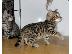 PoulaTo: Bengal Kittens For Sale