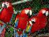 PoulaTo: scarlet macaw parrot for 200 euro