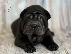 PoulaTo: Shar pei - Σαρ Πέι