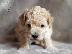 PoulaTo: Caniche mini - Κανίς μίνι