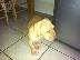 PoulaTo: Όμορφο κουτάβι Dogue de Bordeaux 10 εβδομάδων