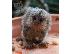 PoulaTo: Μικρή μαϊμού Marmoset