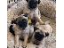PoulaTo: Cățeluș Pug Pentru Adopție