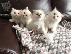 PoulaTo: Birman Kittens