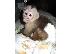 PoulaTo: Πολύ υγιείς και χαριτωμένοι πίθηκοι καπουτσίνο