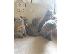 PoulaTo: 4 BRITISH SHORTHAIR KITTENS