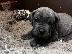 PoulaTo: Εκπληκτικά κουτάβια Cane Corso 7 διαθέσιμα