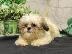 PoulaTo: Cavalier King Charles Puppies