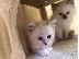 PoulaTo: Εκπληκτικό αρσενικό γατάκι Siberian x Ragdoll