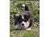 PoulaTo: Pembroke Welsh Corgi κουτάβια