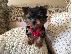 PoulaTo: Yorkshire terrier
