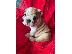 PoulaTo: KC Reg English Bulldog Κουτάβια
