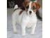 PoulaTo: Πωλούνται πολύ παιχνιδιάρικα κουτάβια Jack Russell Terrier...