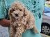 PoulaTo: Poodle apricot mini - Κανίς βερυκοκί μίνι