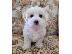 PoulaTo: Coton de Tulear - Κοτόν ντε Τουλεάρ